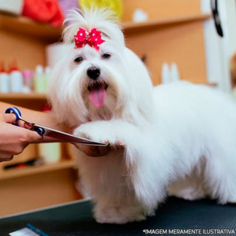 Pet Shop de Cachorro Banho e Tosa Preço Itaquaquecetuba - Pet Shop