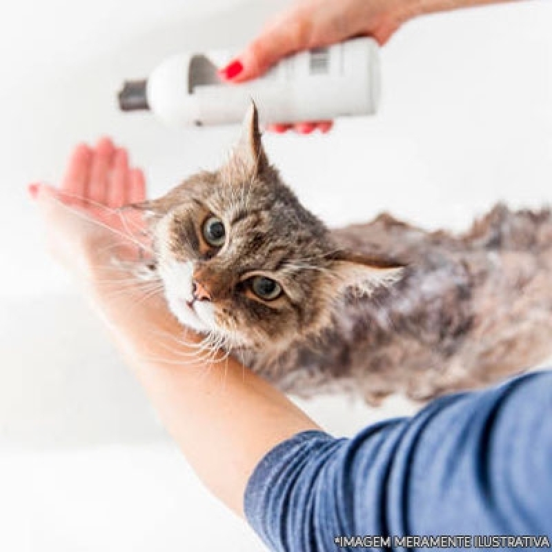 Banho e Tosa Gato Vila Curuçá - Banho e Tosa para Gatos
