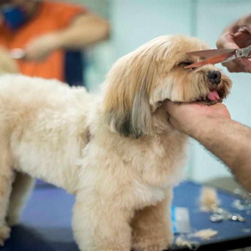 Banho e Tosa Perto de Mim - Animed Clínica Veterinária Clínica Veterinária  em Franca