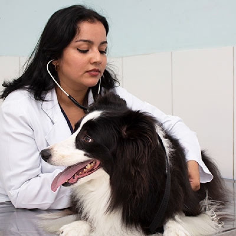 Endereço de Hospital Clínico Veterinário Vila Santa Inês - Hospital Veterinário Cães e Gatos