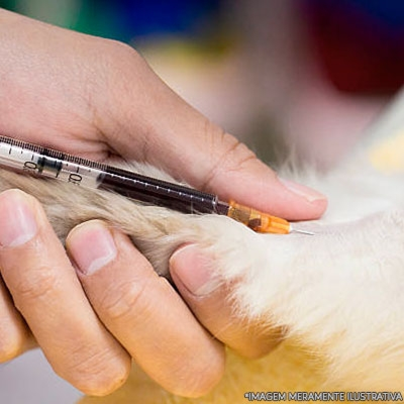 Endereço de Hospital para Cães e Gatos Vila Buenos Aires - Hospital Veterinário do Olho