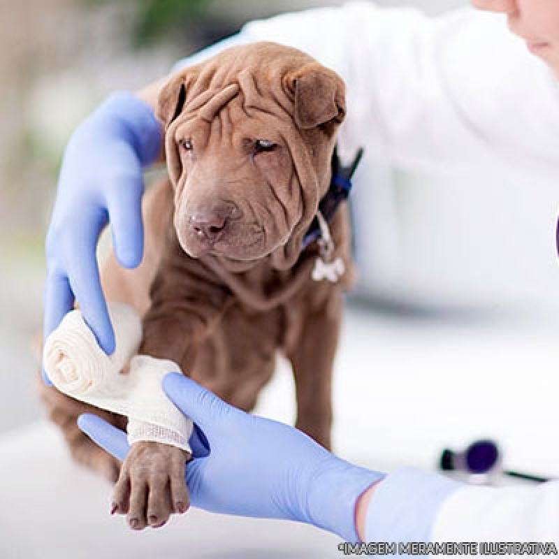 Hospitais de Cachorros Jardim Casa Pintada - Hospital Veterinário Cães e Gatos