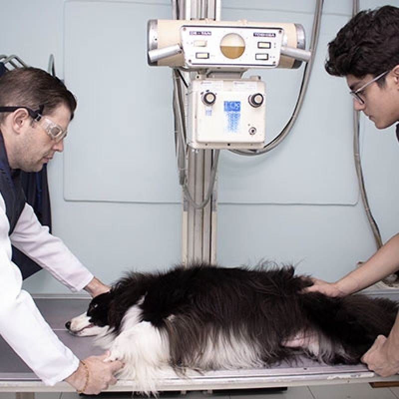 CãoBoy - Hospital Veterinário Especializado