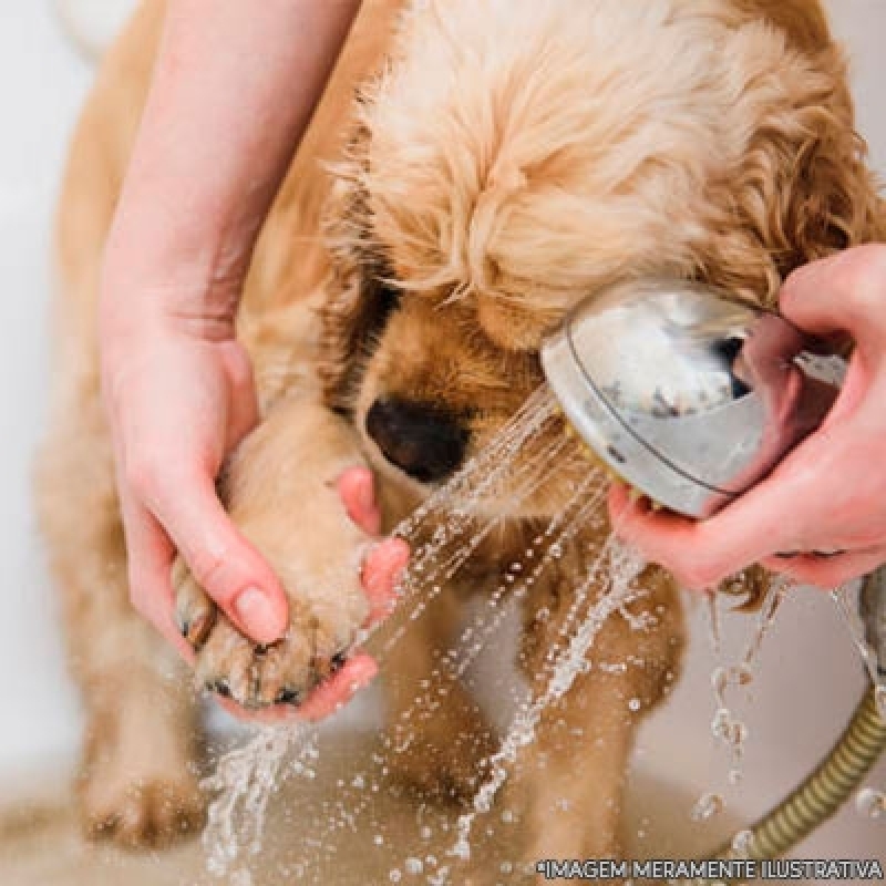 Onde Fazer Banho e Tosa Perto de Mim Vila São Francisco - Pet Shop Perto de Mim  Banho e Tosa - Polovet - Centro Veterinário Clínica Veterinária no Brooklin