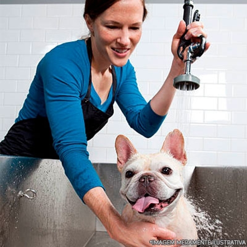 Onde Fazer Banho e Tosa Perto de Mim Vila São Francisco - Pet Shop Perto de Mim  Banho e Tosa - Polovet - Centro Veterinário Clínica Veterinária no Brooklin