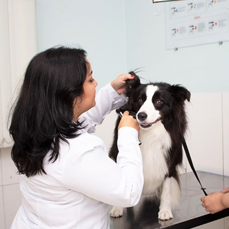 Onde Encontro Hospital Clínico Veterinário Vila Reis - Hospital Veterinário Cães e Gatos