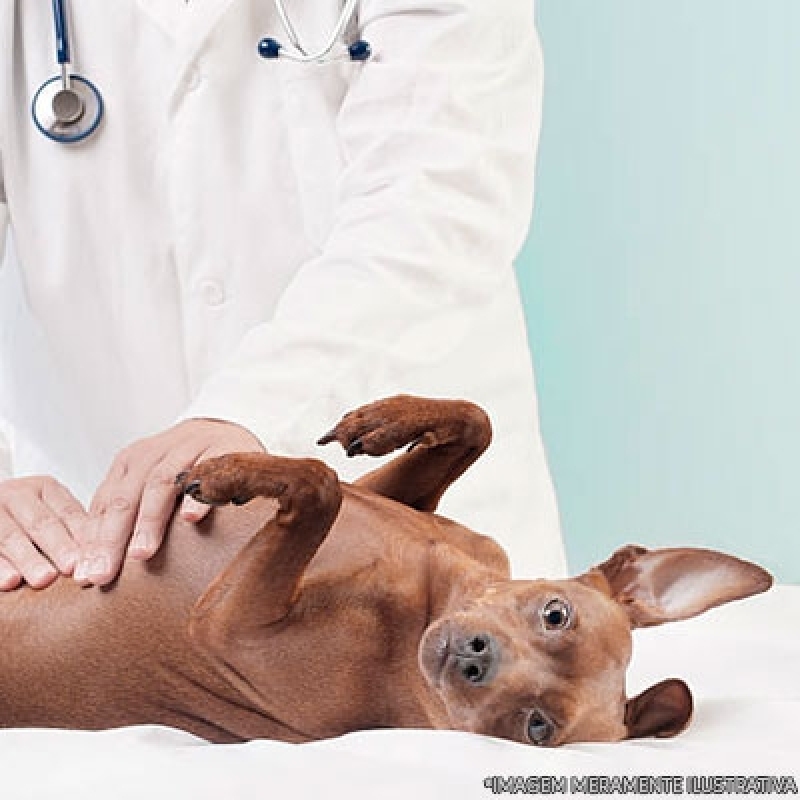 Onde Encontro Hospital para Cães e Gatos Jardim Nair - Hospital Veterinário do Olho