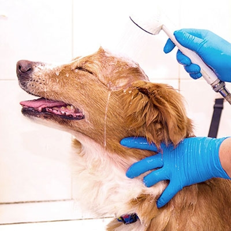 Telefone de Pet Shop Perto de Mim Banho e Tosa Vila José Bonifácio