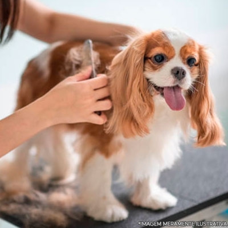 Pet Shop de Cachorro Banho e Tosa Preço Itaquaquecetuba - Pet Shop