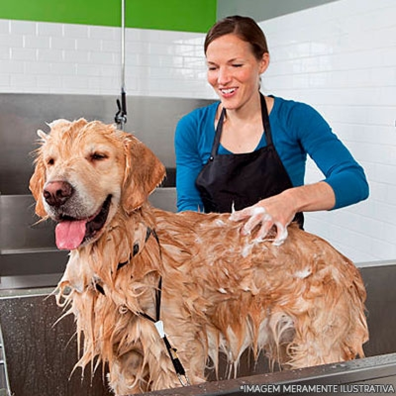 Quanto Custa Banho e Tosa 24 Horas Jardim Nair - Banho e Tosa em Cães