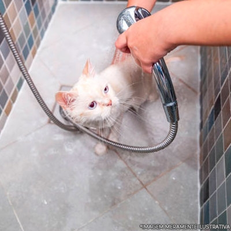 Serviço de Banho e Tosa Gato Vila Curuçá - Banho e Tosa em Cães