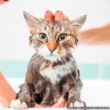 banho e tosa em gatos