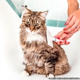 banho e tosa para gatos Jardim Lapena