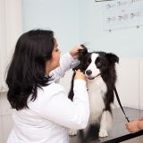 centro clínico veterinário Vila Esperança