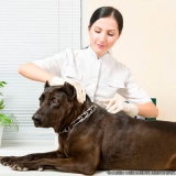 centro veterinário para cachorro localizar Vila Giordano