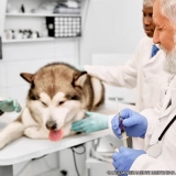 centros veterinários para cachorro Vila Rosaria