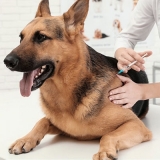 clínica veterinária para cachorro
