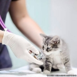 encontrar centro veterinário felino Vila Americana