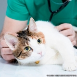 encontrar centro veterinário para gatos Jardim São João