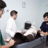 exame veterinário Vila Ré