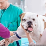 exames complementares veterinária em clínica Vila Buenos Aires