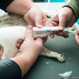 exames laboratoriais veterinários Vila Carolina