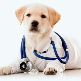 hospital veterinário cães e gatos