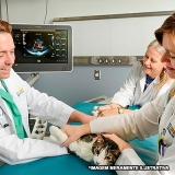 onde fazer exames ecocardiograma veterinário Parque Sonia