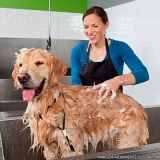 pet shop para dar banho em cachorro Jardim Miragaia