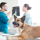 procuro por exames veterinários Vila Reis